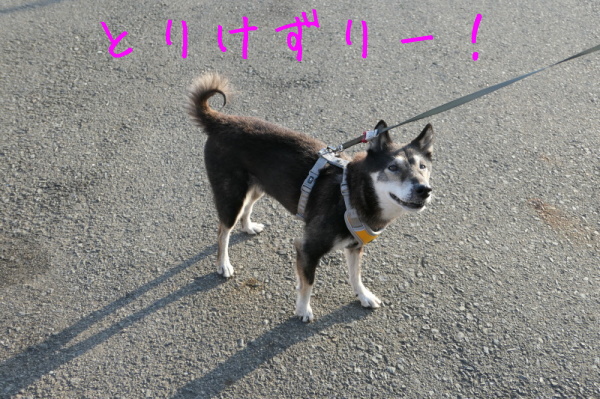 f0369014_14340858.jpg