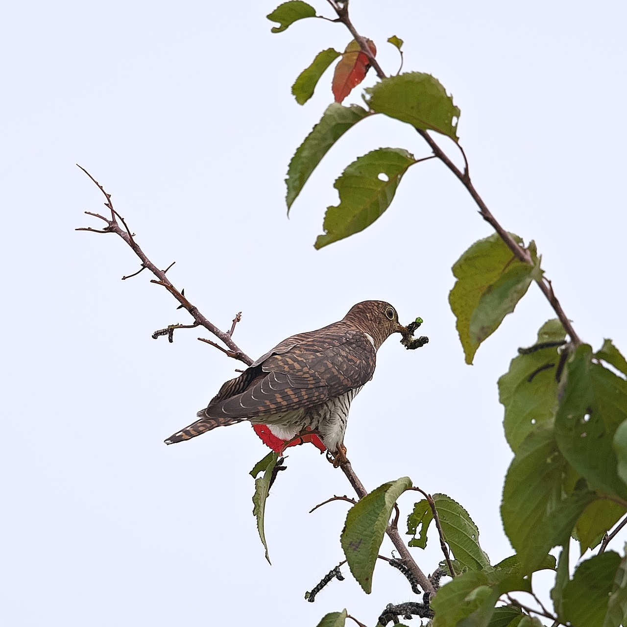  ツツドリ (赤色型) 2017-9月_d0347517_21233886.jpg