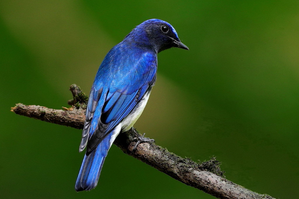 瑠璃色って どんな色 石さんの鳥撮り日記