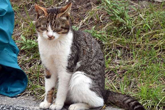 小倉から「猫の島」に！_e0158925_23545580.jpg