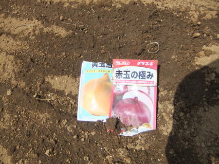 玉ねぎ(中晩性)の種まき_b0137932_19284645.jpg