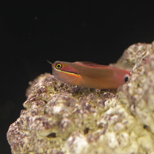 入荷情報~海水魚~_d0221436_21355399.jpg