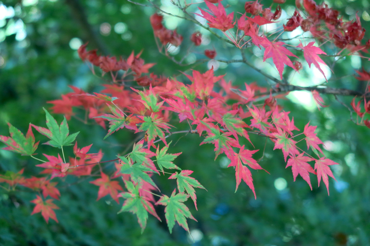 色づくもみじと近づく秋、マッジョーレ湖 ターラント邸庭園_f0234936_5554824.jpg