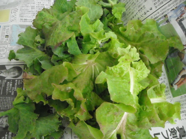 調理実習・農作業 9月_a0115956_12244012.jpg