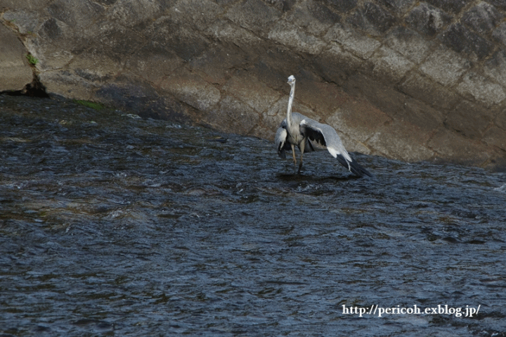 c0354758_23200155.gif