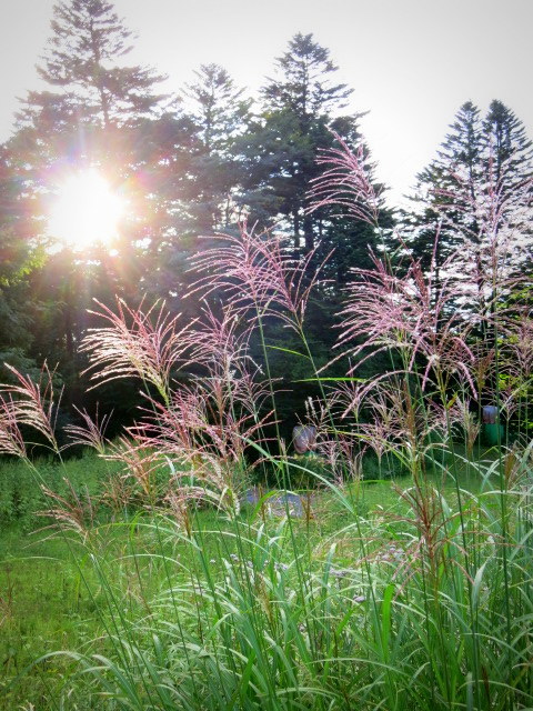 秋の草花～お写んぽ♪_f0236260_00455228.jpg