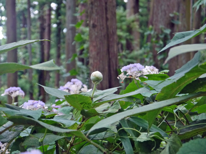 六国見山森林公園で今、自生のタマアジサイが見ごろ9・3_c0014967_5378.jpg