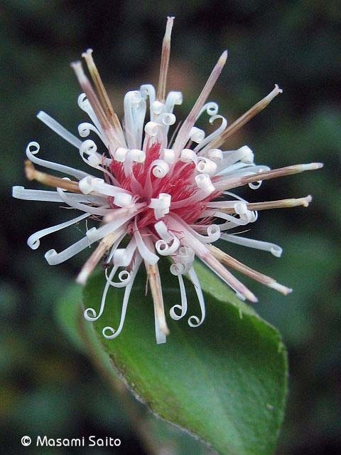 コウヤボウキ（高野箒） : 草花と自然Blog