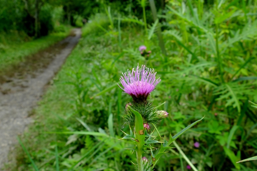 e0304001_23091227.jpg