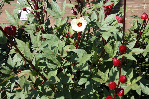 a0139007_13453549.jpg