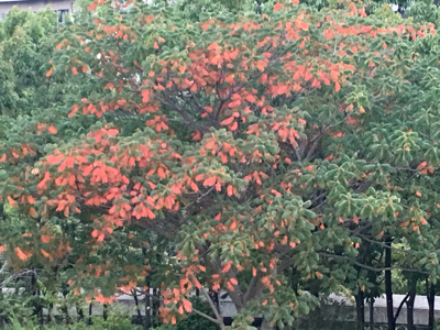 a0098418_20313896.png
