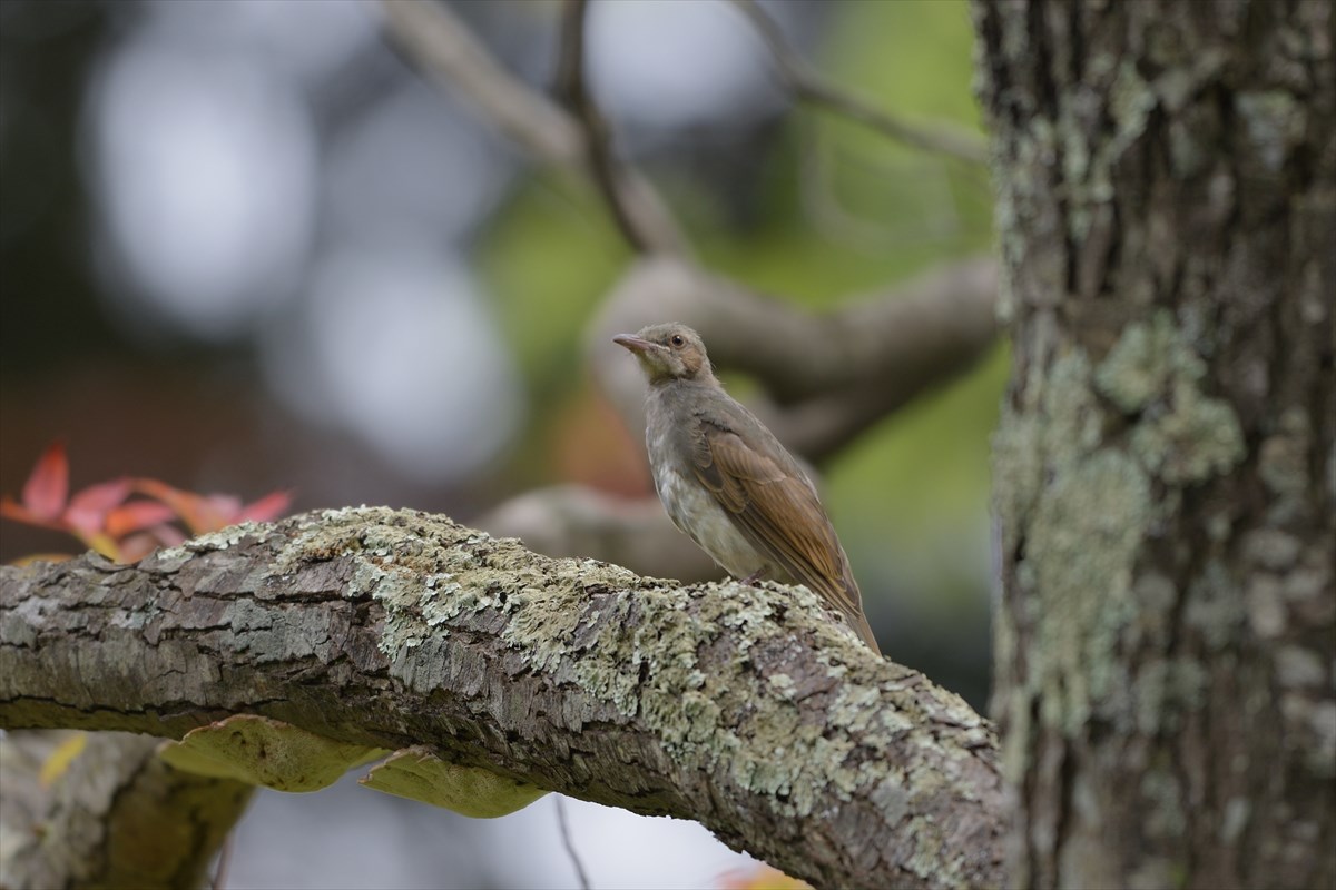 不明鳥　･･･この鳥の名は？_a0145819_20213138.jpg