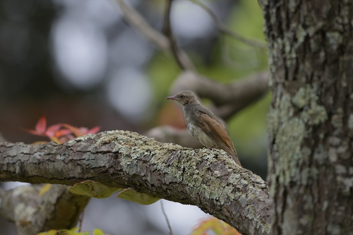 不明鳥　･･･この鳥の名は？_a0145819_2063953.jpg