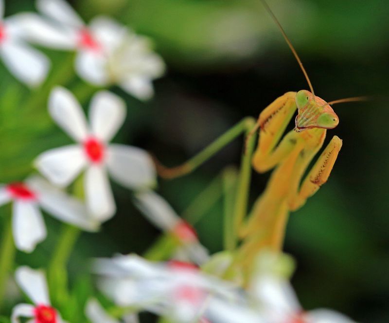 カマキリ君のお食事_c0104227_12010025.jpg