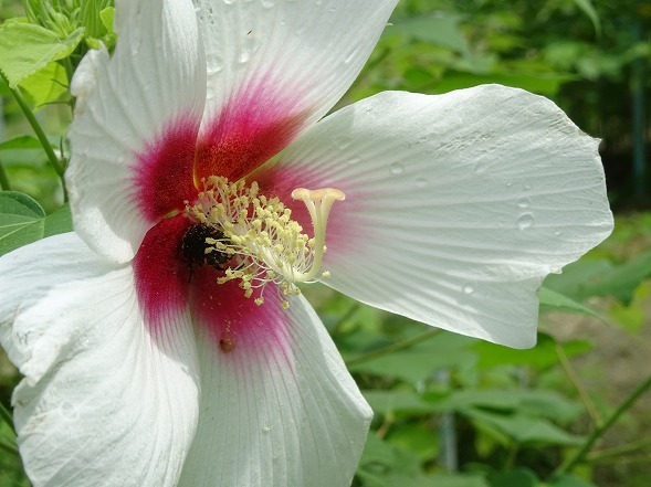 私市植物園のムクゲと芙蓉_b0299042_10063046.jpg