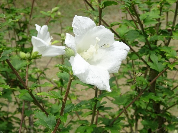 私市植物園のムクゲと芙蓉_b0299042_10074228.jpg