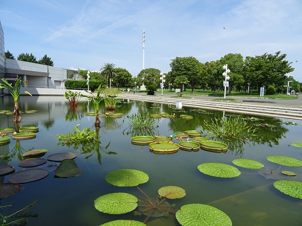 鶴見緑地の花_b0299042_14022321.jpg