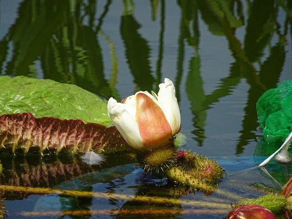 鶴見緑地の花_b0299042_14022800.jpg