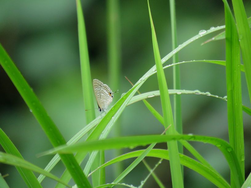 9月6日(曇)タイトル：ウラナミシジミ_f0105542_10011021.jpg