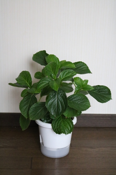 紫陽花万華鏡を地植え My Small Garden Sugar Plum 紫陽花万華鏡を地植え My Small Garden Sugar Plum
