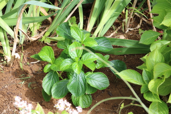 紫陽花万華鏡を地植え My Small Garden Sugar Plum