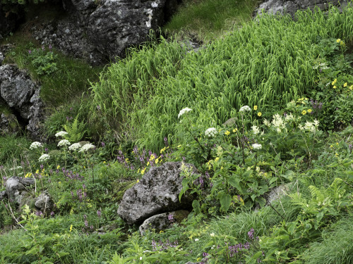 乗鞍岳の高山植物_c0153446_20143290.jpg