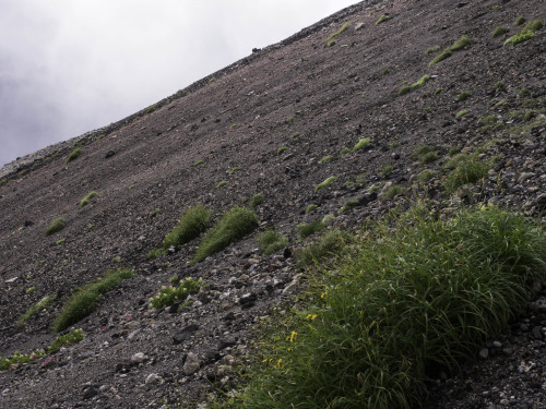 乗鞍岳の高山植物_c0153446_20165146.jpg