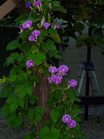 b0002549_11584255.jpg