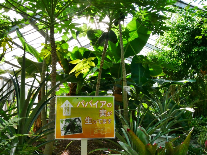 　　和歌山県植物公園緑花センター 　　_b0093754_20441835.jpg