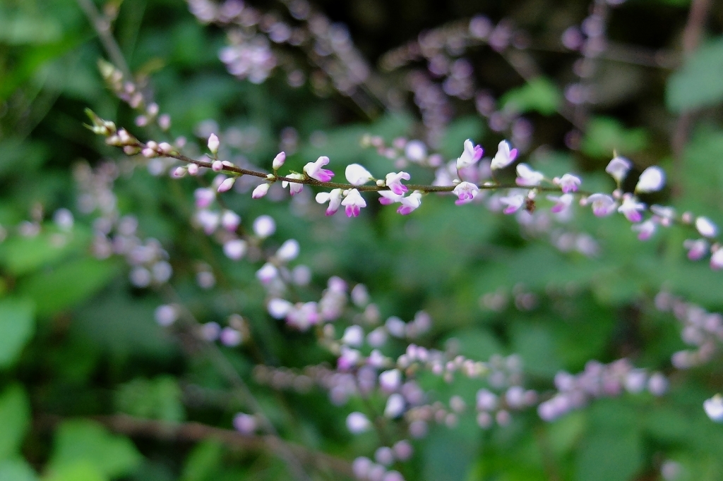 e0304001_07281349.jpg