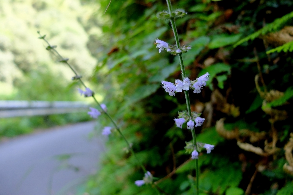 e0304001_07281539.jpg