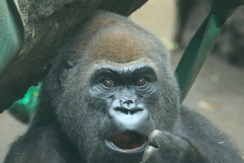 久しぶりに、モモコさんに会いに行ったのに、あっさりふられました（上野動物園）_b0291402_07502972.jpg