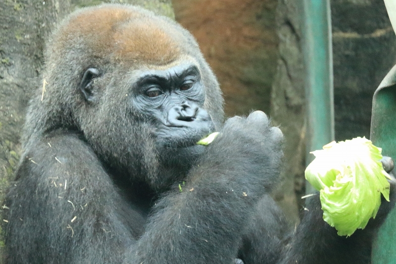 久しぶりに、モモコさんに会いに行ったのに、あっさりふられました（上野動物園）_b0291402_07503911.jpg