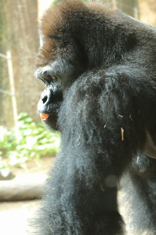 久しぶりに、モモコさんに会いに行ったのに、あっさりふられました（上野動物園）_b0291402_07511108.jpg