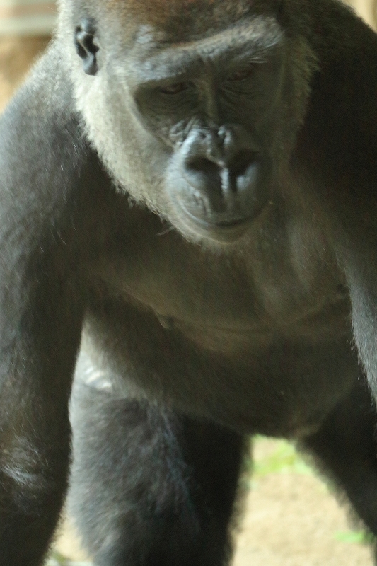 久しぶりに、モモコさんに会いに行ったのに、あっさりふられました（上野動物園）_b0291402_07512197.jpg