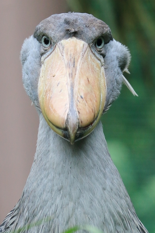 久しぶりに、モモコさんに会いに行ったのに、あっさりふられました（上野動物園）_b0291402_08014203.jpg