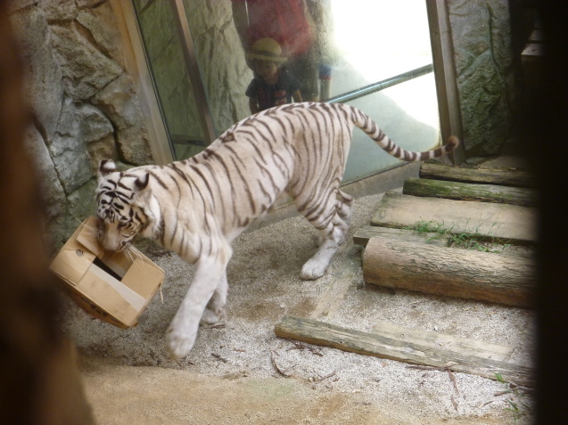 ヤクシカZOOプロジェクト 第2弾!_c0290504_17505509.jpg