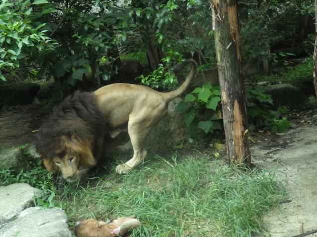 ヤクシカZOOプロジェクト　第2弾！_c0290504_17520486.jpg