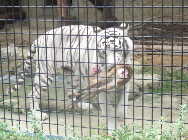 ヤクシカZOOプロジェクト 第2弾!_c0290504_17522273.jpg