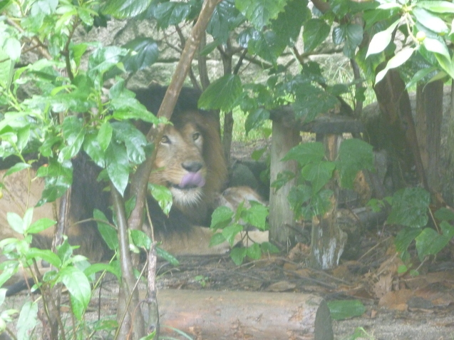 ヤクシカZOOプロジェクト 第2弾!_c0290504_17530671.jpg