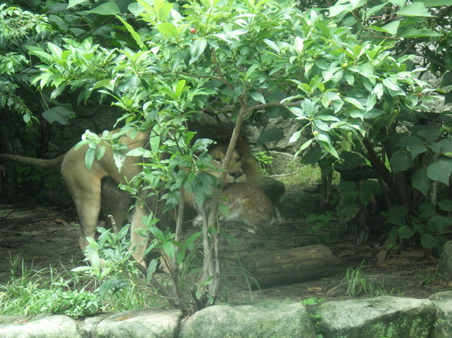 ヤクシカZOOプロジェクト 第2弾!_c0290504_17532212.jpg