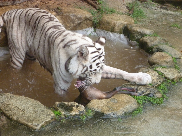 ヤクシカZOOプロジェクト 第2弾!_c0290504_17534800.jpg