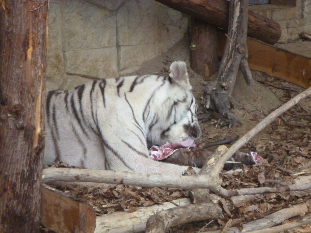 ヤクシカZOOプロジェクト 第2弾!_c0290504_17541865.jpg