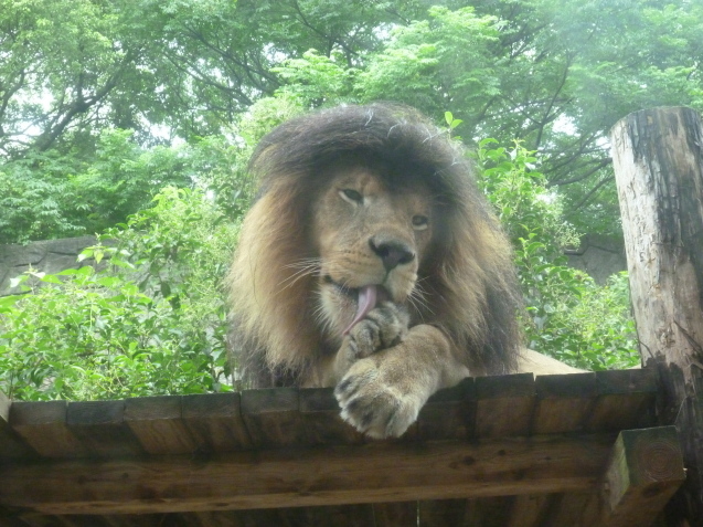 ヤクシカZOOプロジェクト 第2弾!_c0290504_17550057.jpg