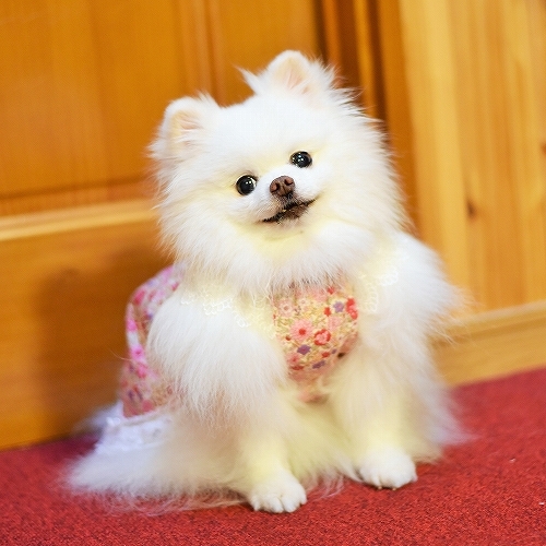 自慢してもいいかな?_d0360206_23091552.jpg