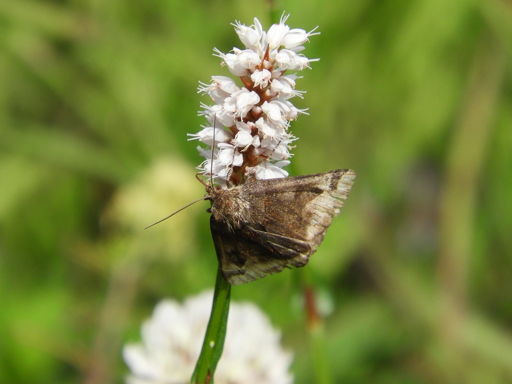 伊吹山の昆虫（甲虫以外）_b0137208_20263571.jpg