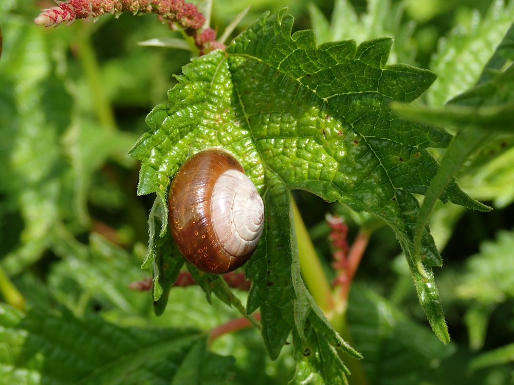 伊吹山の昆虫（甲虫以外）_b0137208_20335494.jpg