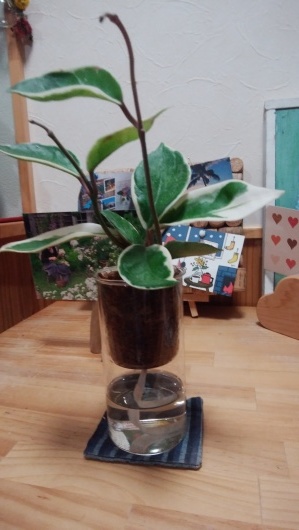 ホヤ植えつけました Patapatamamaの日記