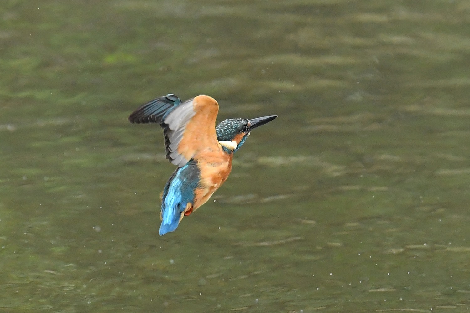 カワセミは気まぐれ_f0133213_21444295.jpg