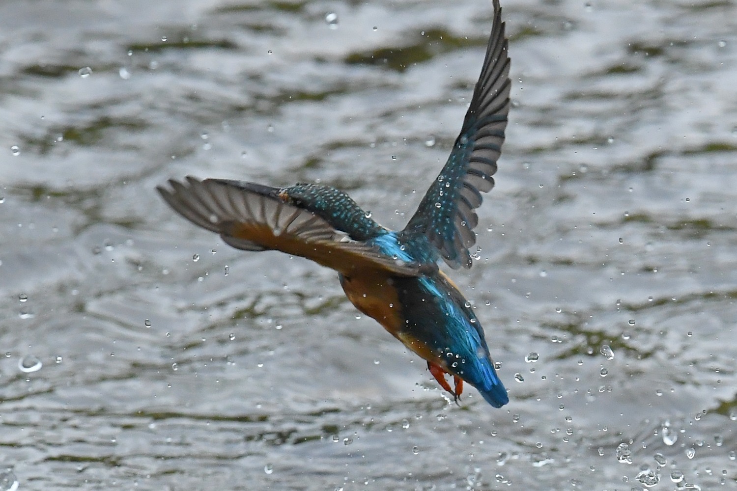 カワセミは気まぐれ_f0133213_22053667.jpg